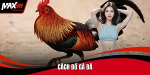 Cách đổ gà đá