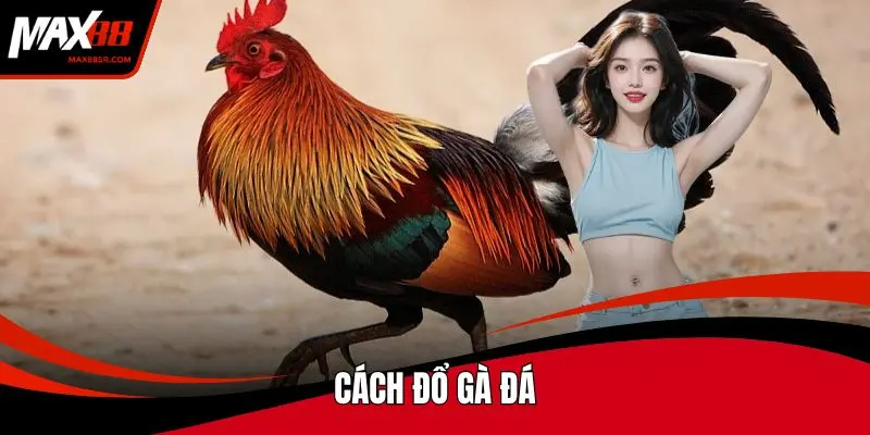 Cách đổ gà đá