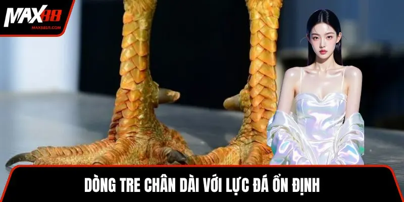 Dòng tre chân dài với lực đá ổn định
