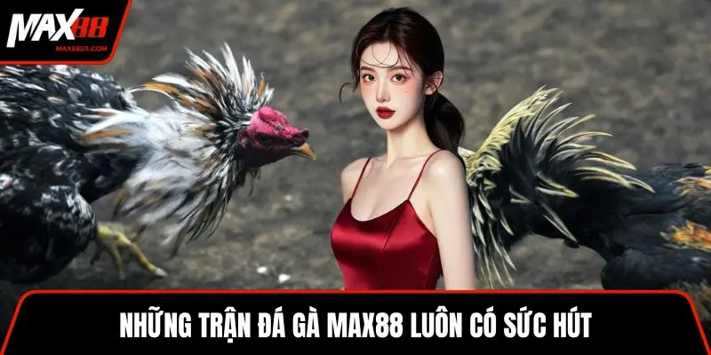 Những trận đá gà MAX88 luôn có sức hút