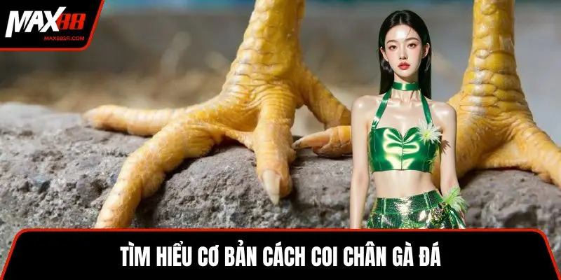 Tìm hiểu cơ bản cách coi chân gà đá